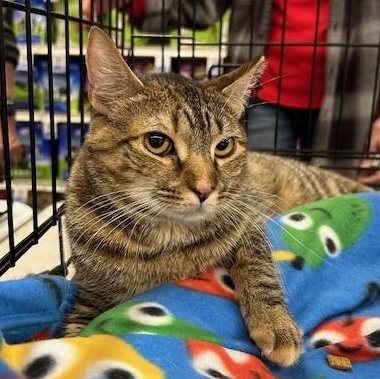 Enlarge Ravioli, a ADOPTABLE Domestic Short Hair in Stanhope, NJ image 1/5