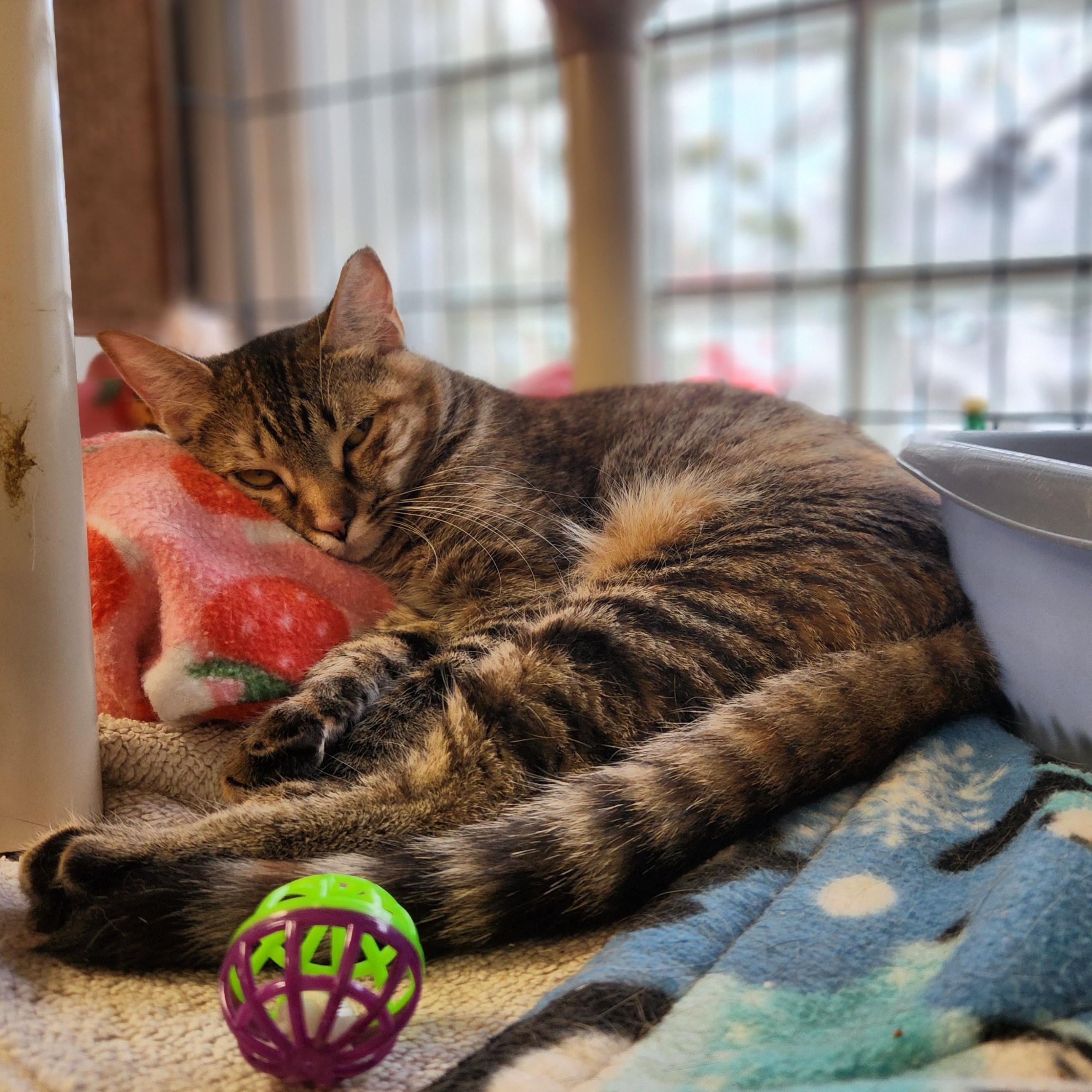 Enlarge Ravioli, a ADOPTABLE Domestic Short Hair in Stanhope, NJ image 3/5