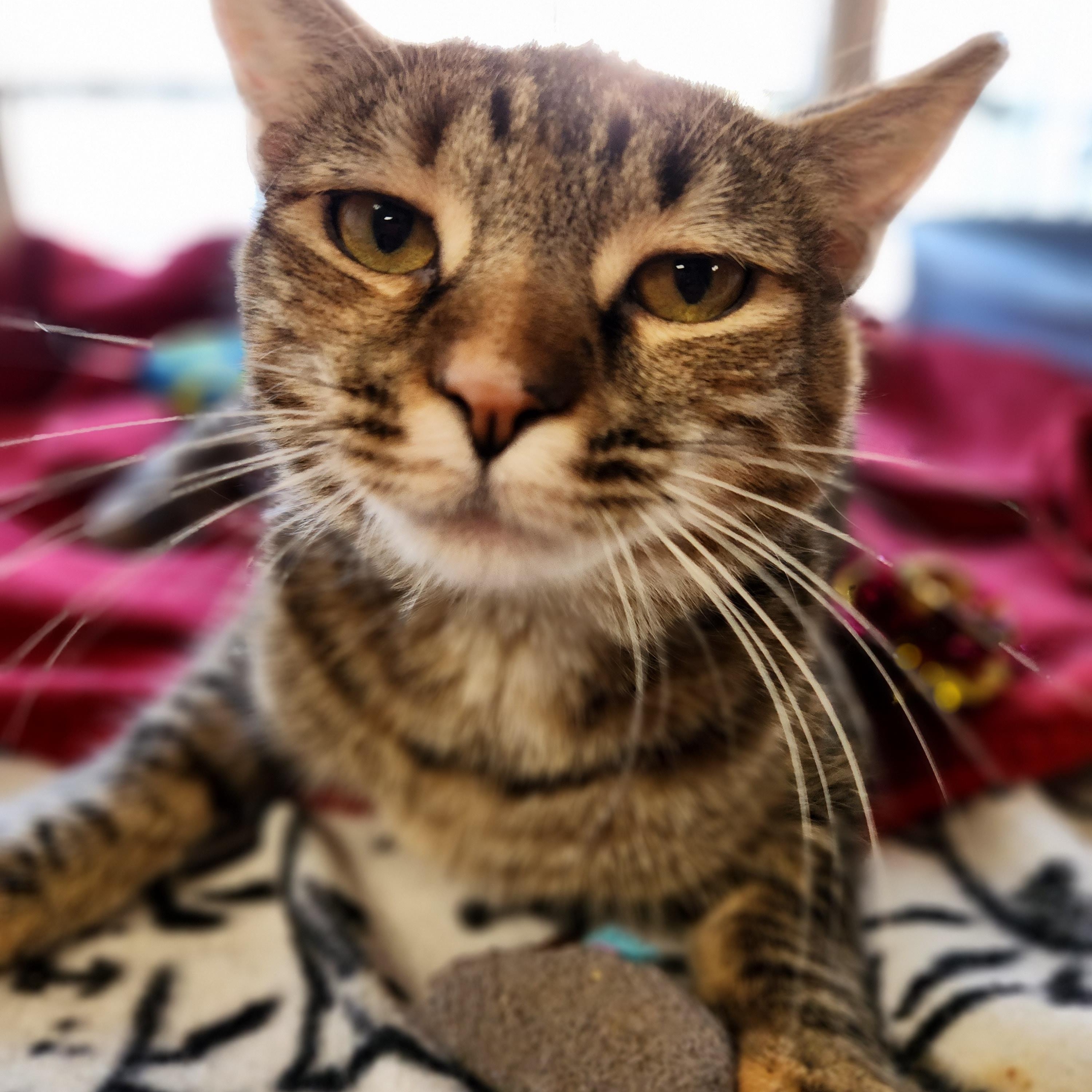 Enlarge Ravioli, a ADOPTABLE Domestic Short Hair in Stanhope, NJ image 4/5