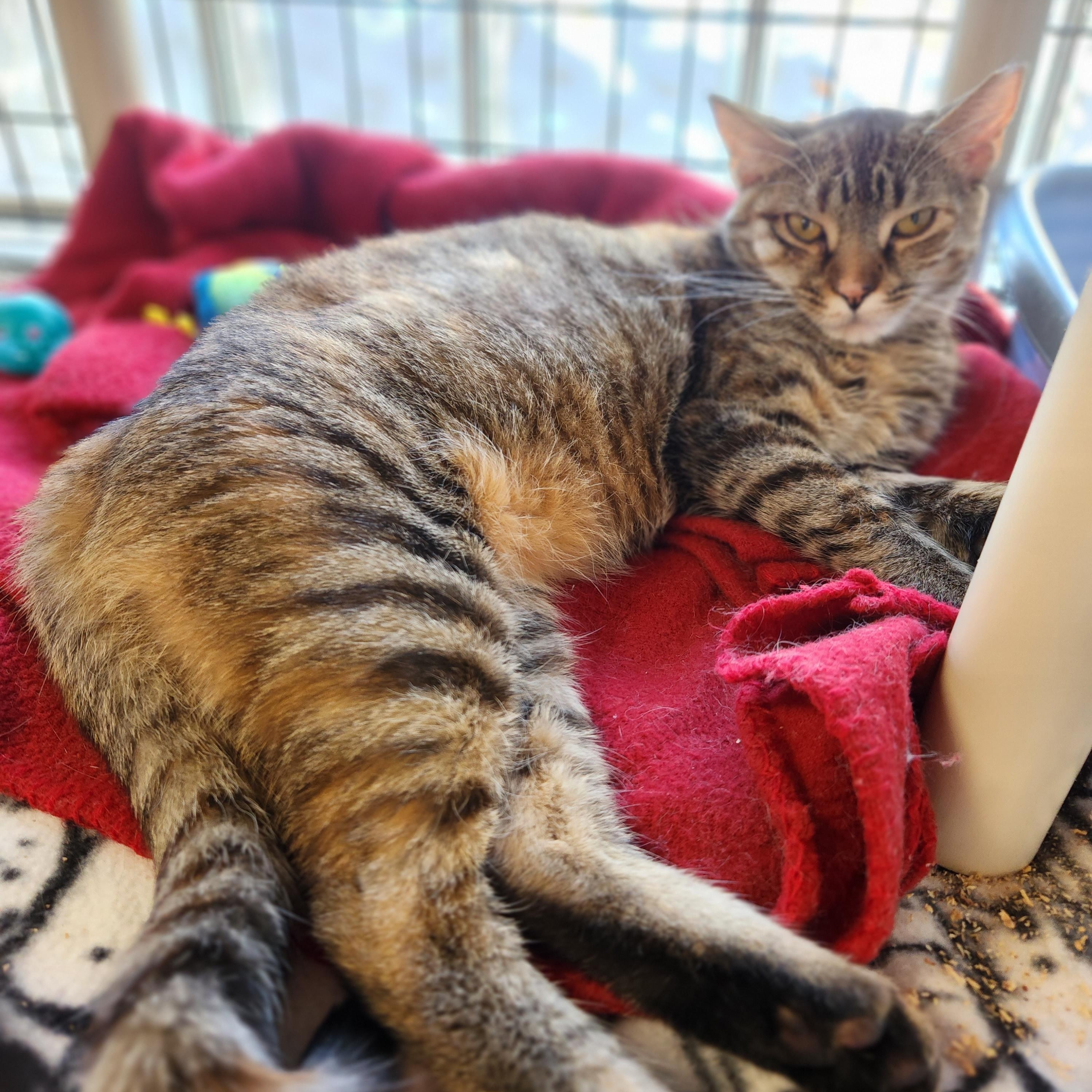 Enlarge Ravioli, a ADOPTABLE Domestic Short Hair in Stanhope, NJ image 5/5