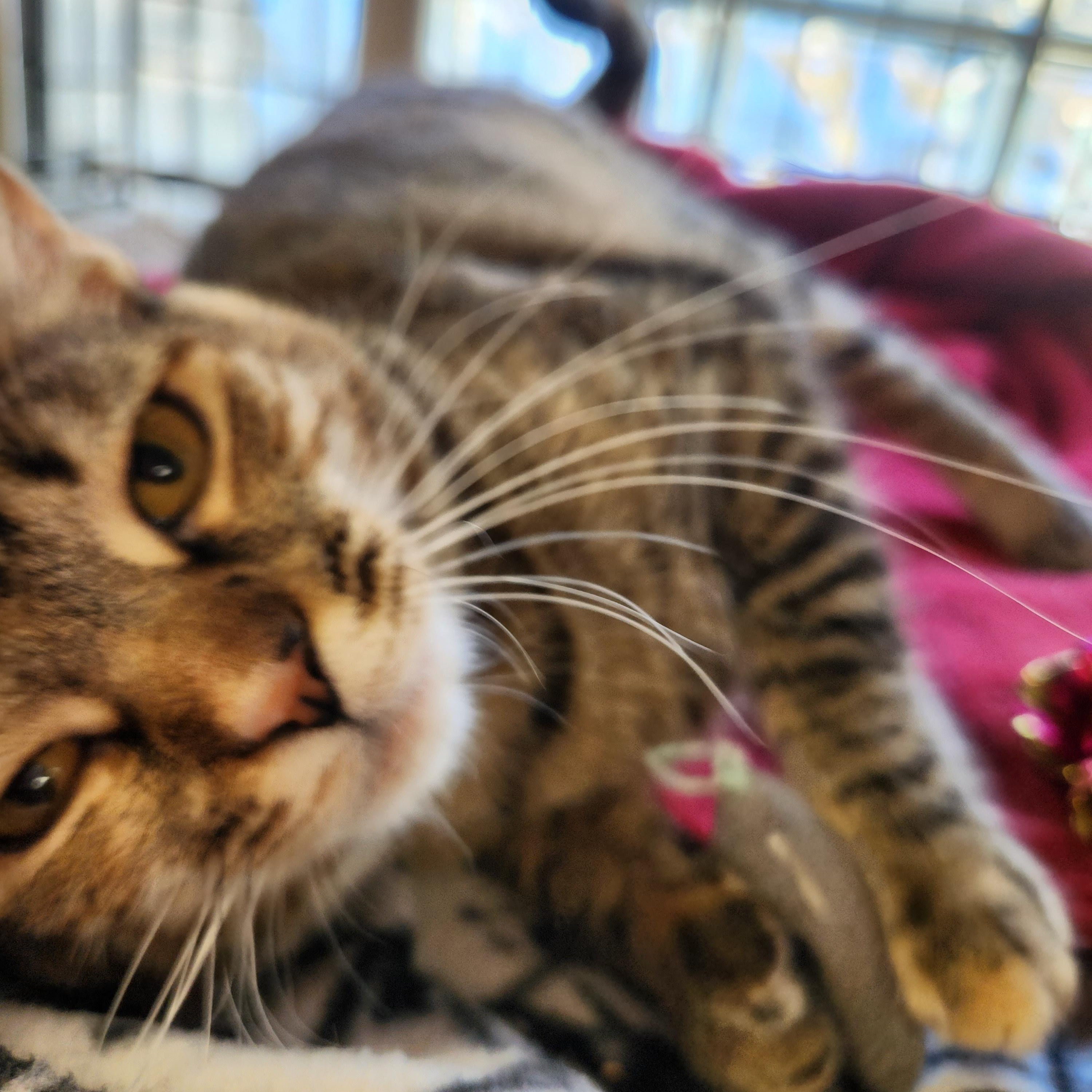 Enlarge Ravioli, a ADOPTABLE Domestic Short Hair in Stanhope, NJ image 2/5