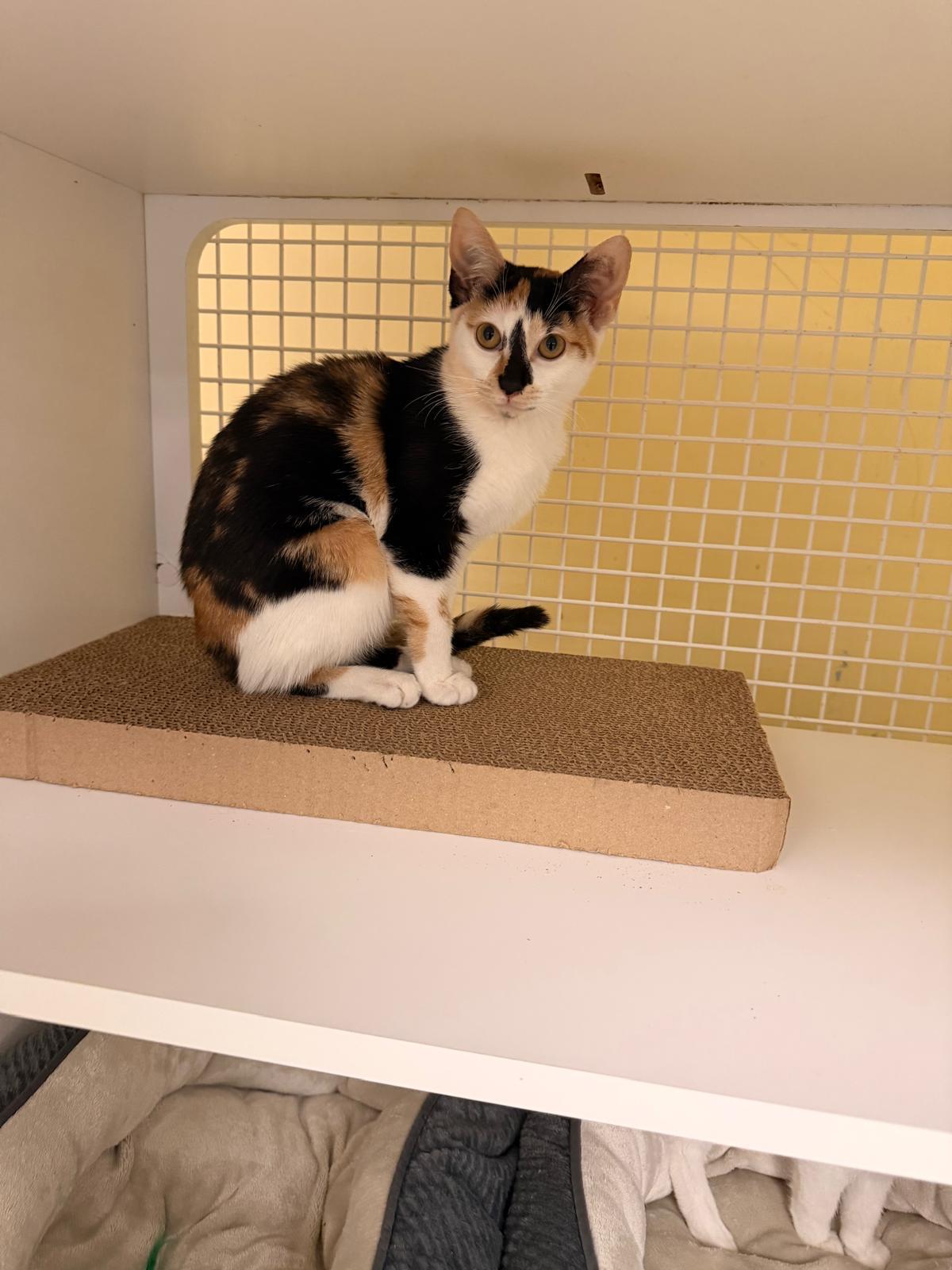 Xena & Autumn, a Adoptable Domestic Short Hair in New York, NY image 3/4