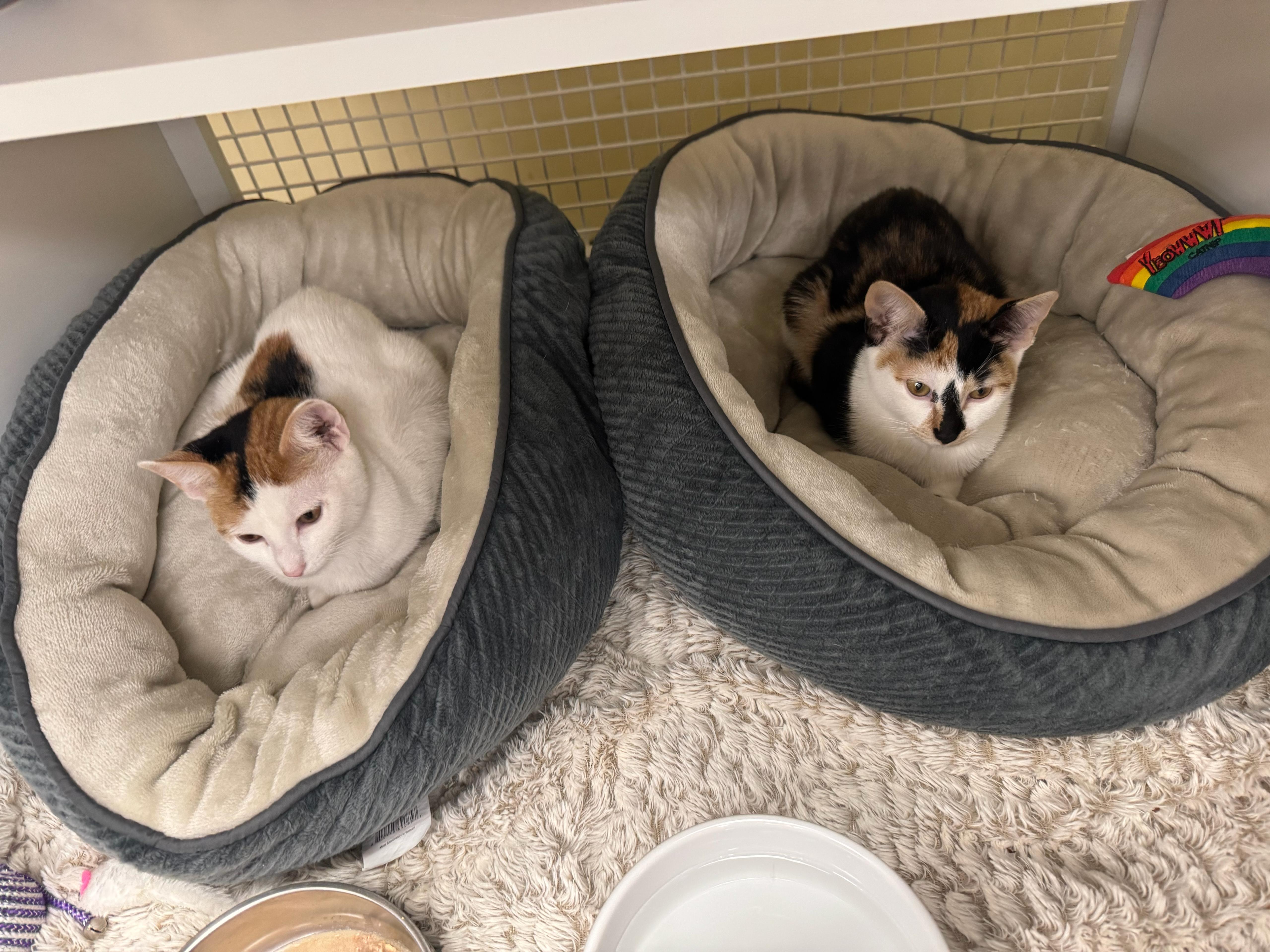 Xena & Autumn, Adoptable, Kitten Female Domestic Short Hair.