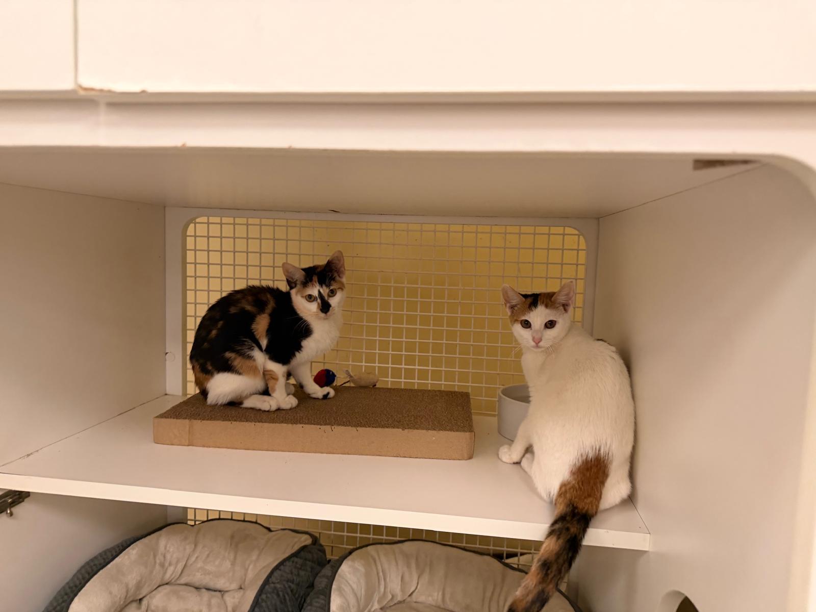 Xena & Autumn, a Adoptable Domestic Short Hair in New York, NY image 4/4