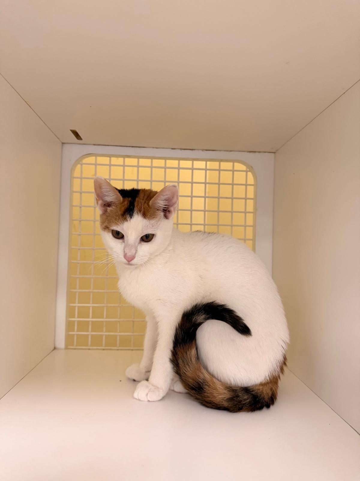 Xena & Autumn, a Adoptable Domestic Short Hair in New York, NY image 2/4