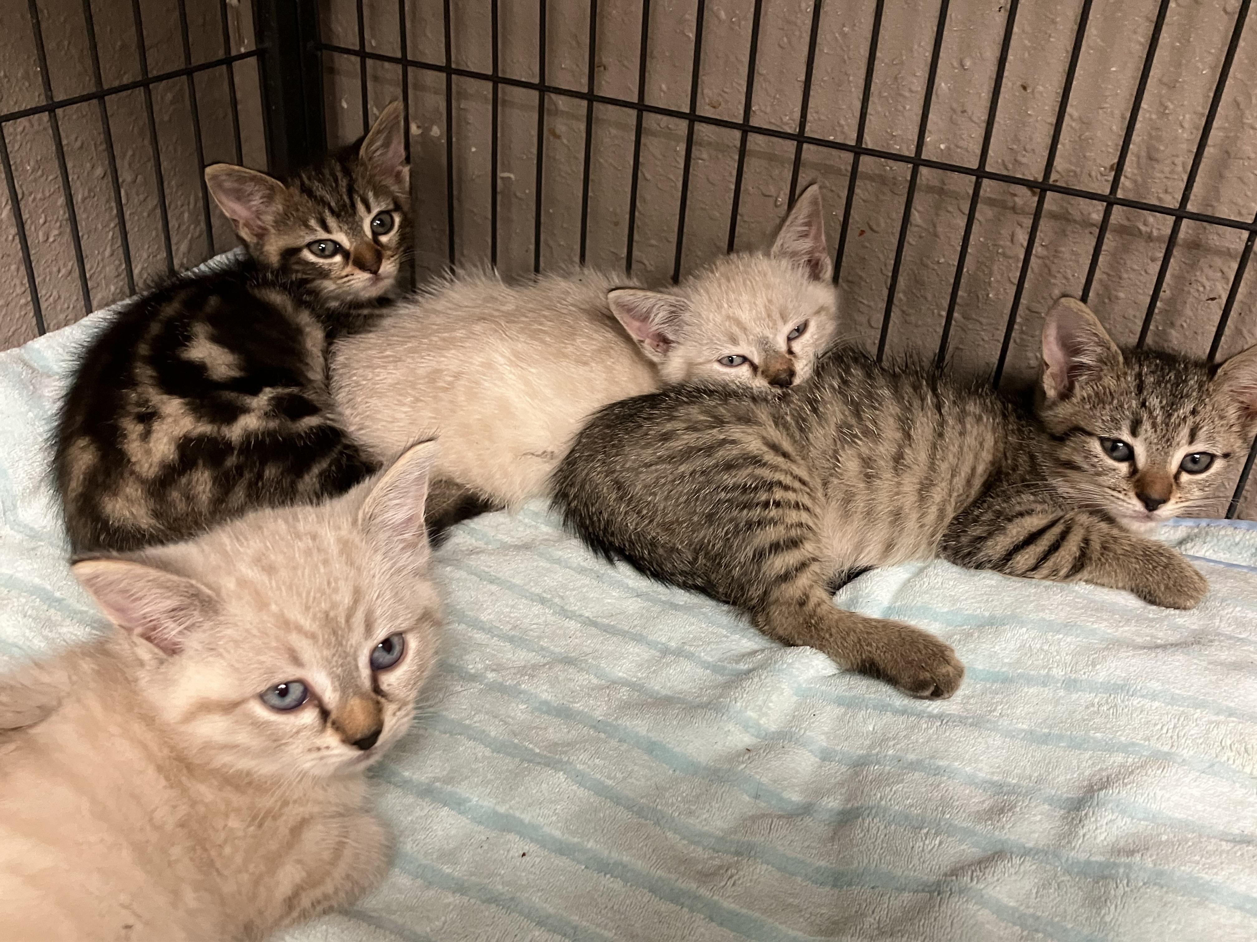 Enlarge The “A” Litter, a Adoptable Domestic Short Hair in Sylacauga, AL image 1/1