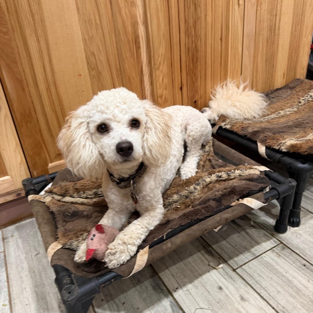 Wilbur, Adoptable, Adult Male Miniature Poodle.