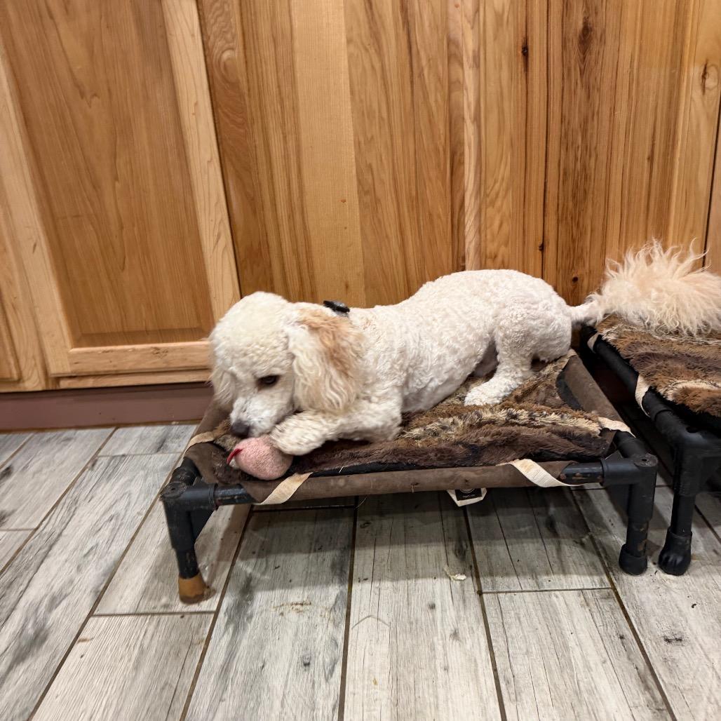 Wilbur, a Adoptable Miniature Poodle in Phoenix, AZ image 2/2