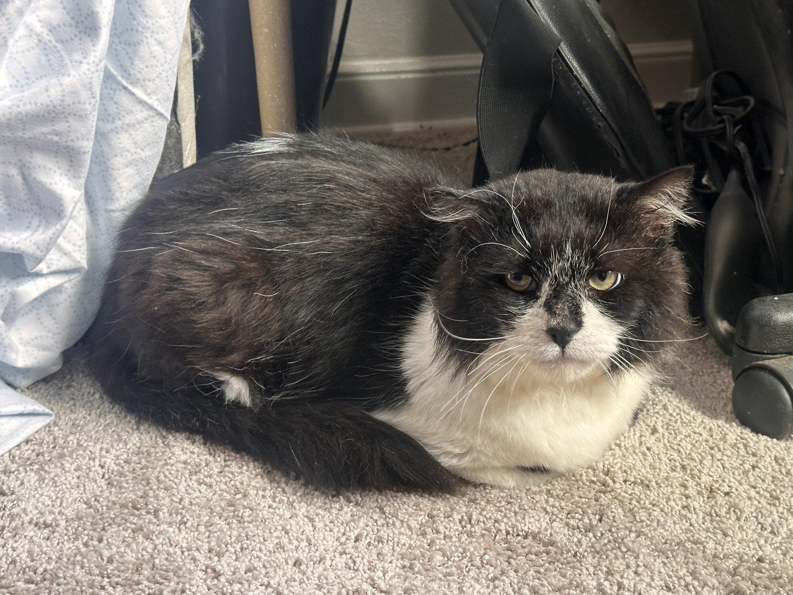 Stewart, Adoptable, Adult Male Domestic Medium Hair.