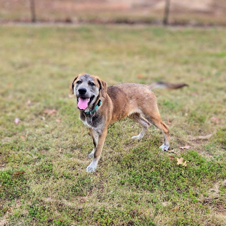 Judge, Adoptable, Young Male Mixed Breed.