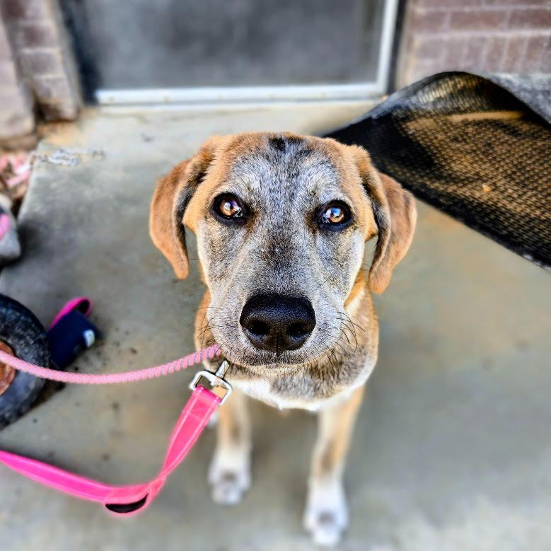Enlarge Judge, a Adoptable mixed breed in Douglasville, GA image 1/4
