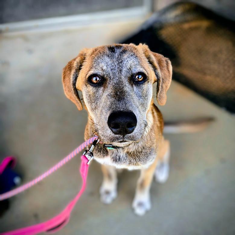Enlarge Judge, a Adoptable mixed breed in Douglasville, GA image 3/4