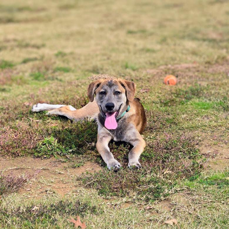 Enlarge Judge, a Adoptable mixed breed in Douglasville, GA image 4/4