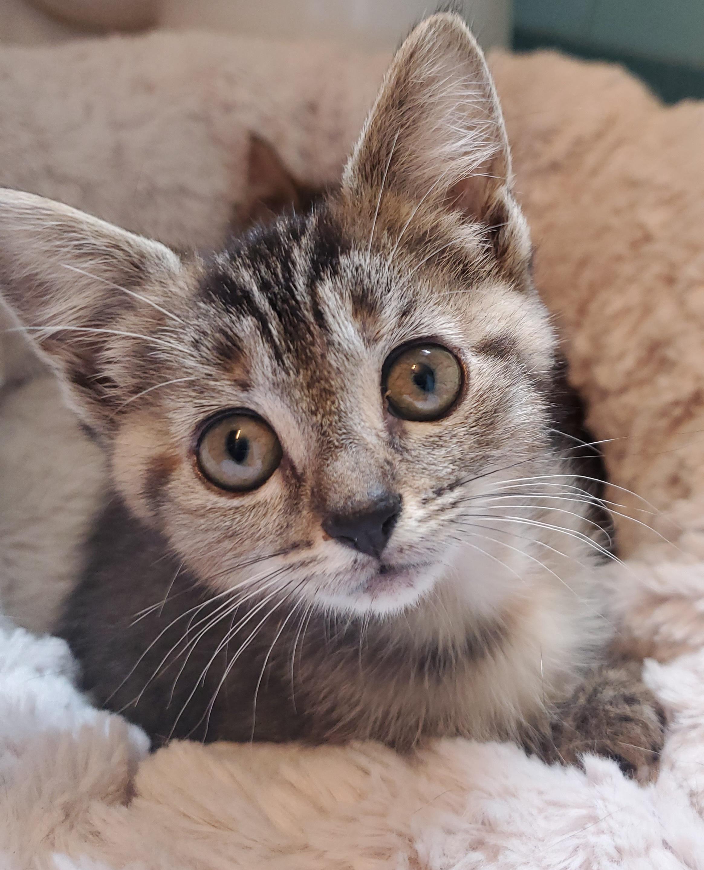Eva, adopted, Kitten Female Tabby.