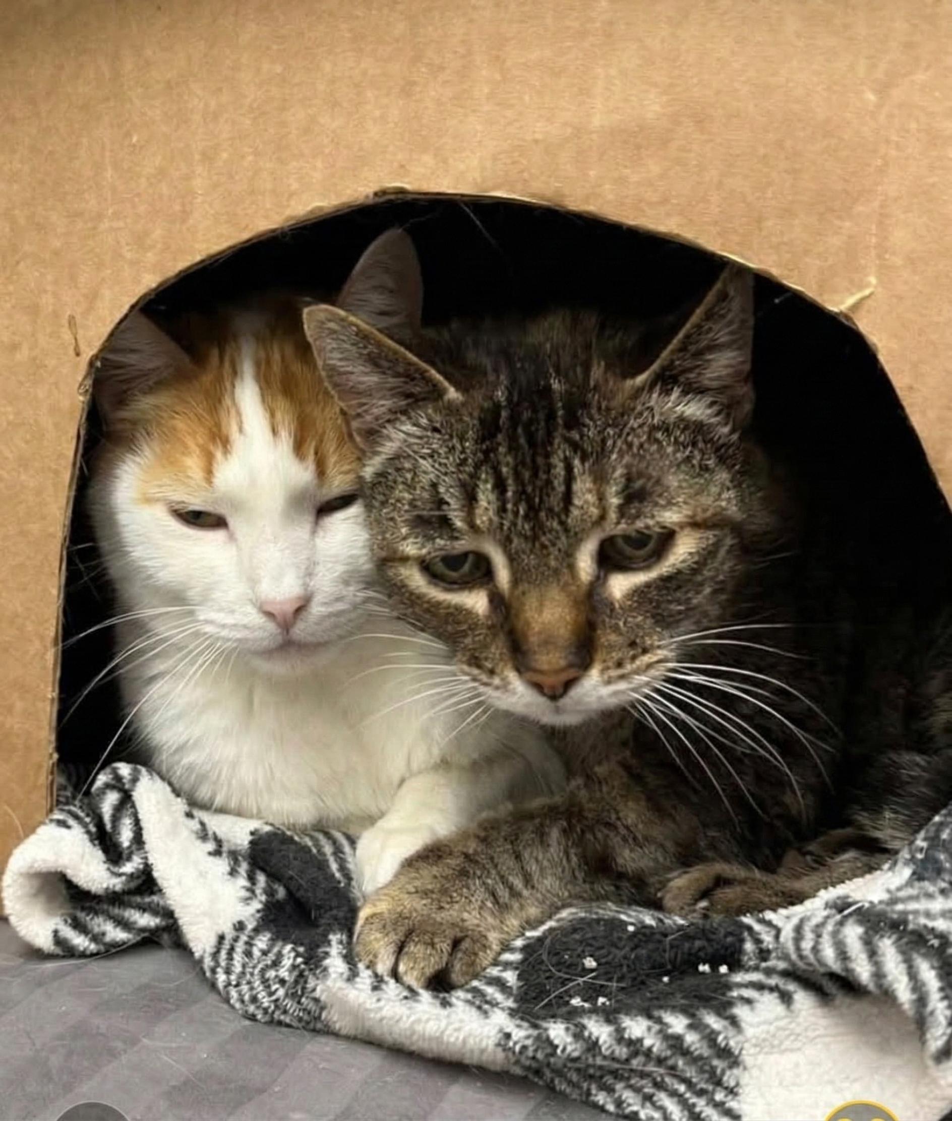 Enlarge Scarlott (Must Go With Emily), a ADOPTABLE Domestic Short Hair in Manhattan Beach, CA image 2/3