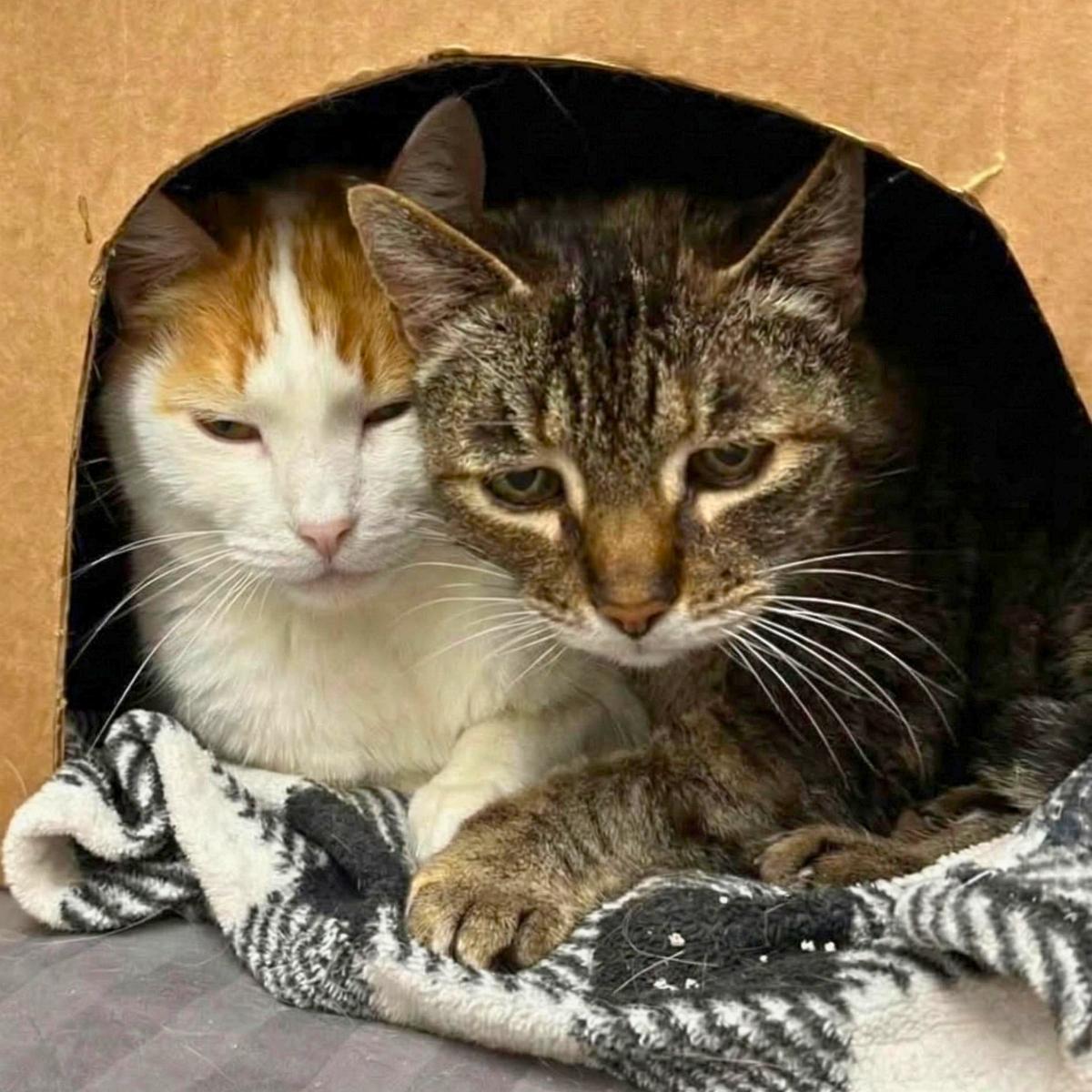 Scarlott (& Emily), an adoptable Domestic Short Hair in El Segundo, CA image 2/4