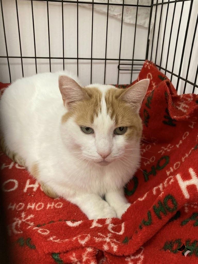 Enlarge Scarlott (Must Go With Emily), a ADOPTABLE Domestic Short Hair in Manhattan Beach, CA image 3/3