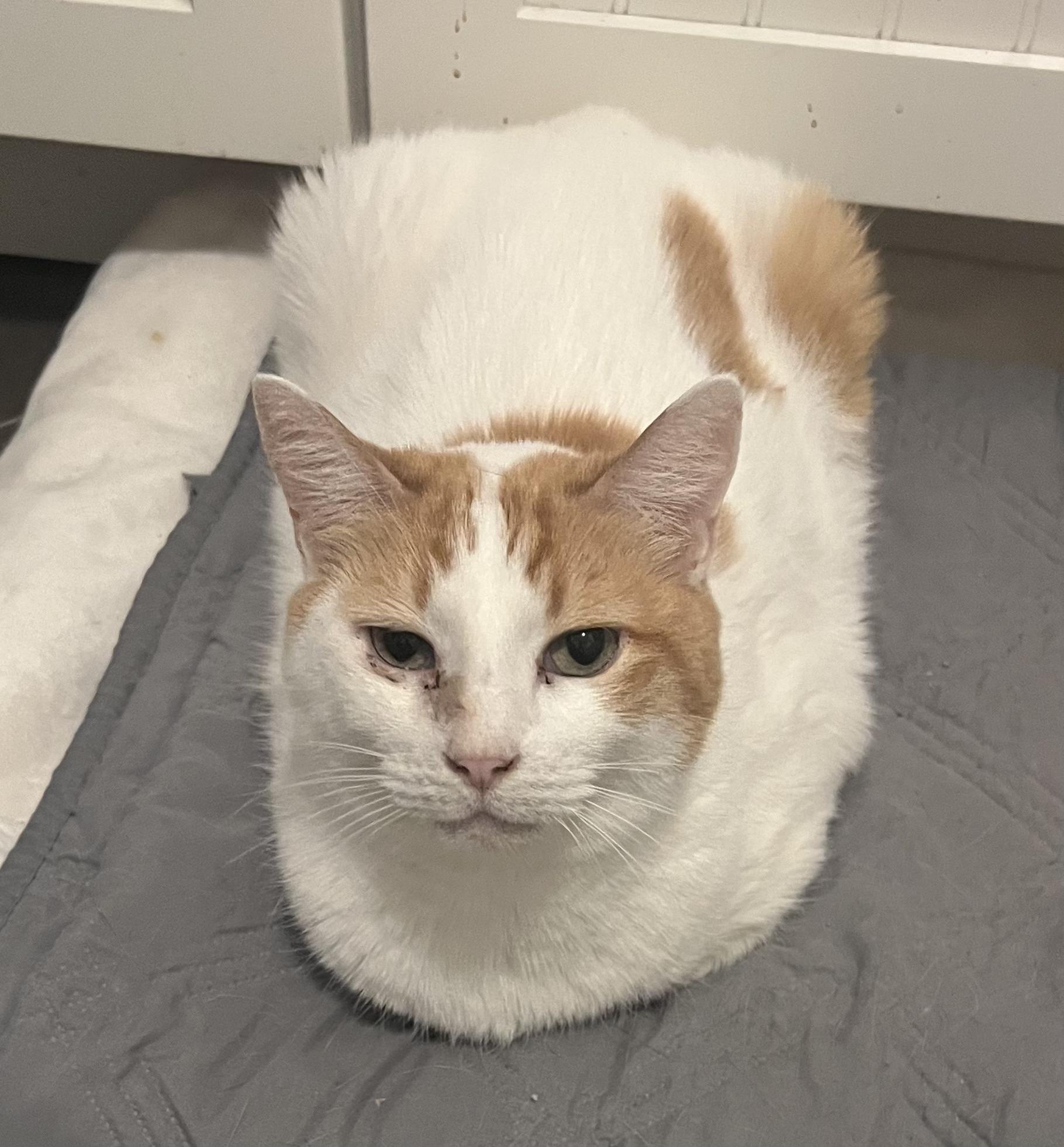 Enlarge Scarlott (Must Go With Emily), a ADOPTABLE Domestic Short Hair in El Segundo, CA image 2/4