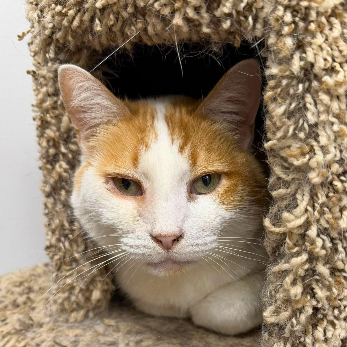Scarlott (& Emily), an adoptable Domestic Short Hair in El Segundo, CA image 4/4