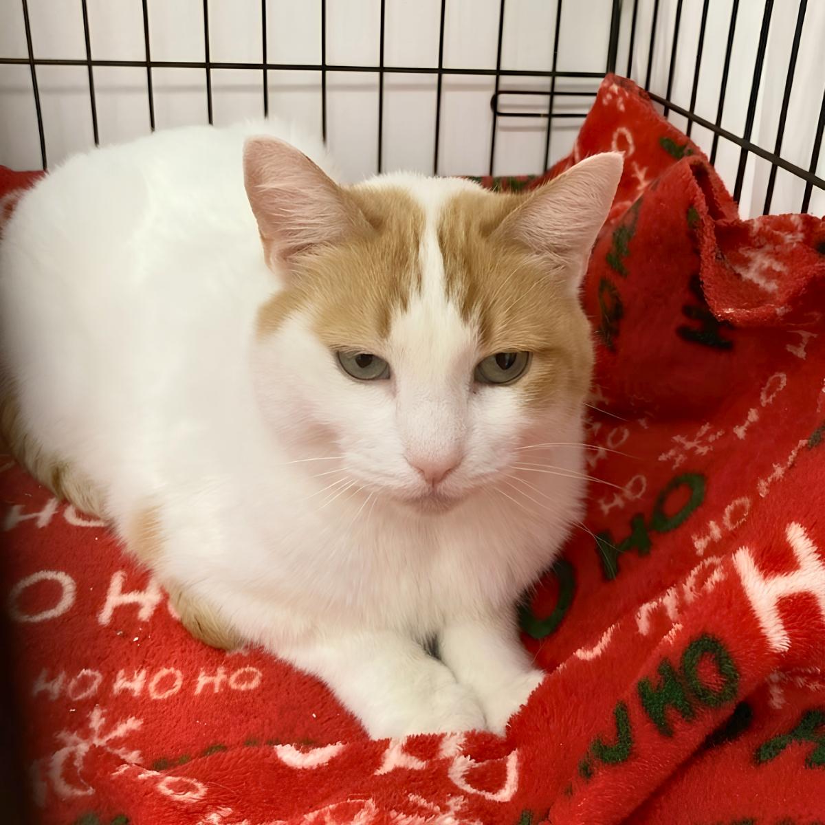 Scarlott (& Emily), an adoptable Domestic Short Hair in El Segundo, CA image 3/4