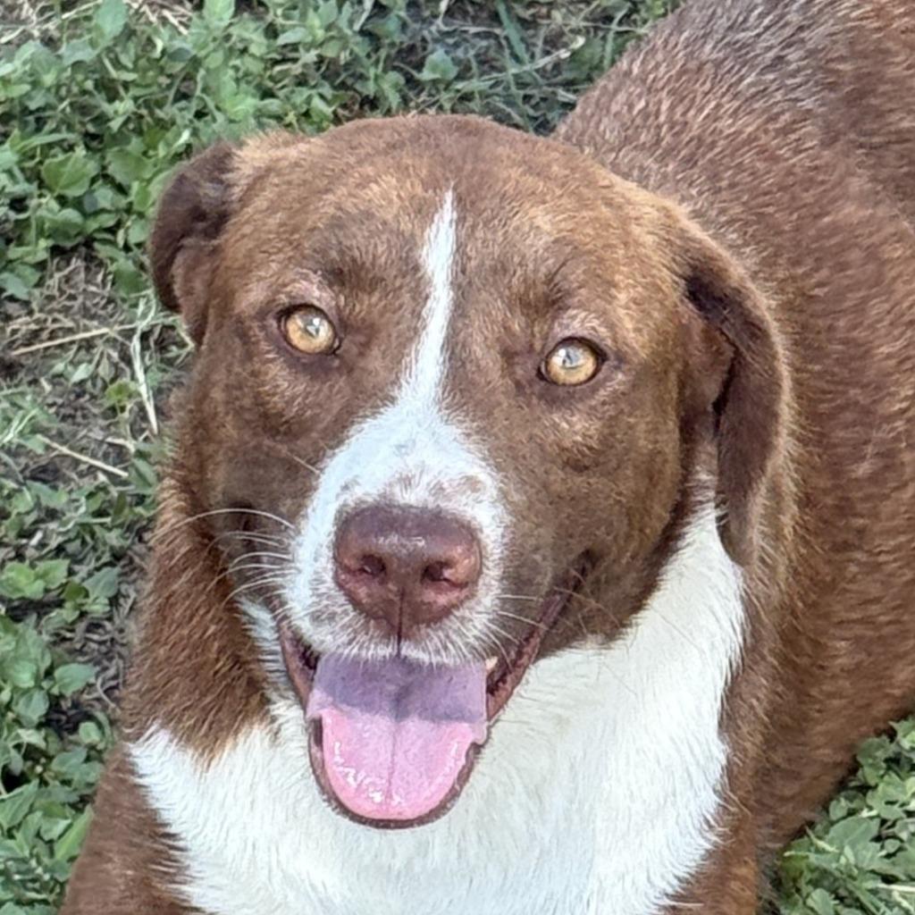 Dr. Pepper, a Adoptable mixed breed in Brenham, TX image 1/6