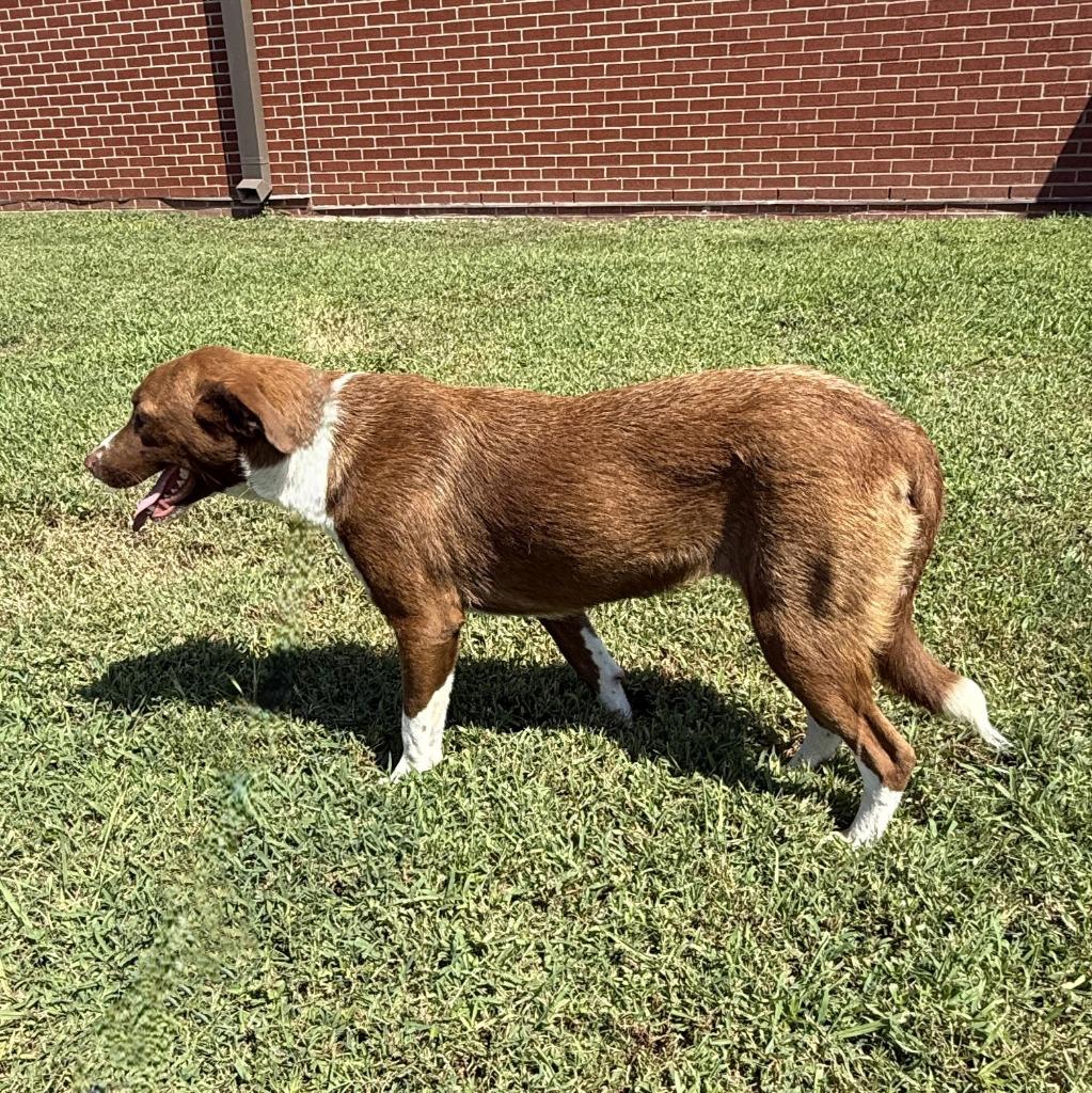 Dr. Pepper, a Adoptable mixed breed in Brenham, TX image 2/6