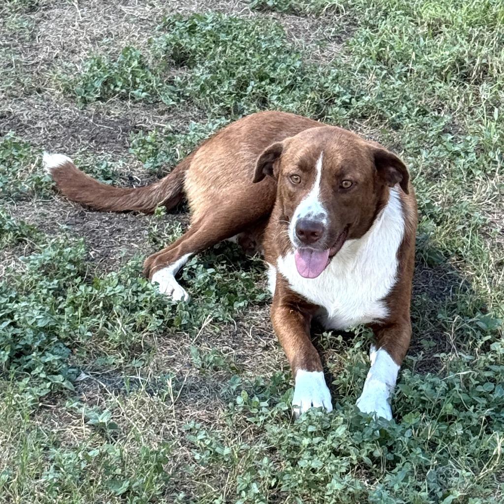 Dr. Pepper, a Adoptable mixed breed in Brenham, TX image 3/6