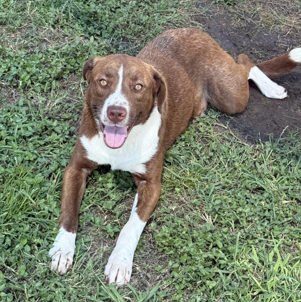 Dr. Pepper, a Adoptable mixed breed in Brenham, TX image 4/6