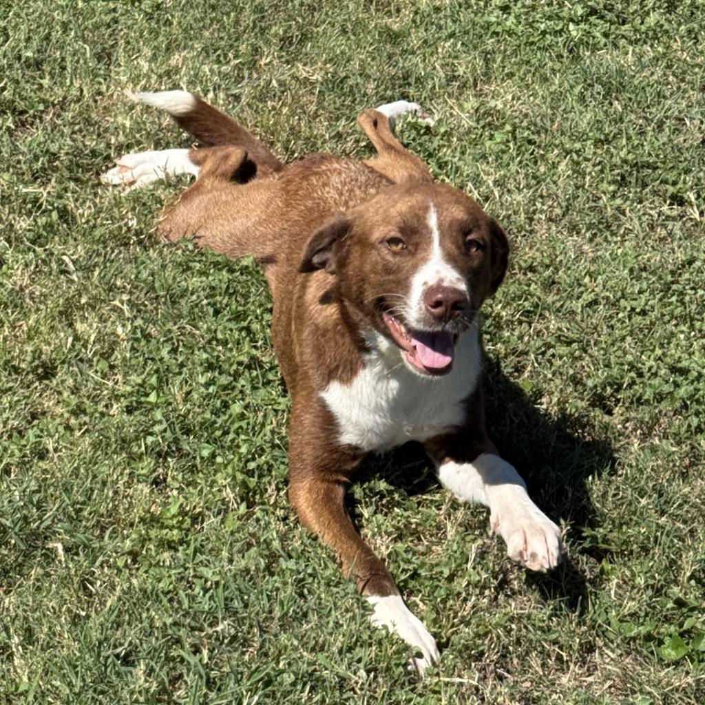 Dr. Pepper, a Adoptable mixed breed in Brenham, TX image 5/6