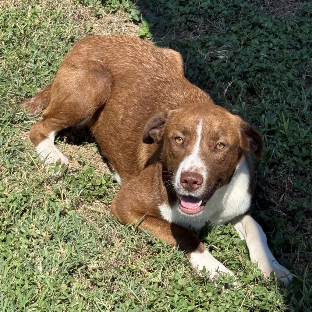 Dr. Pepper, a Adoptable mixed breed in Brenham, TX image 6/6