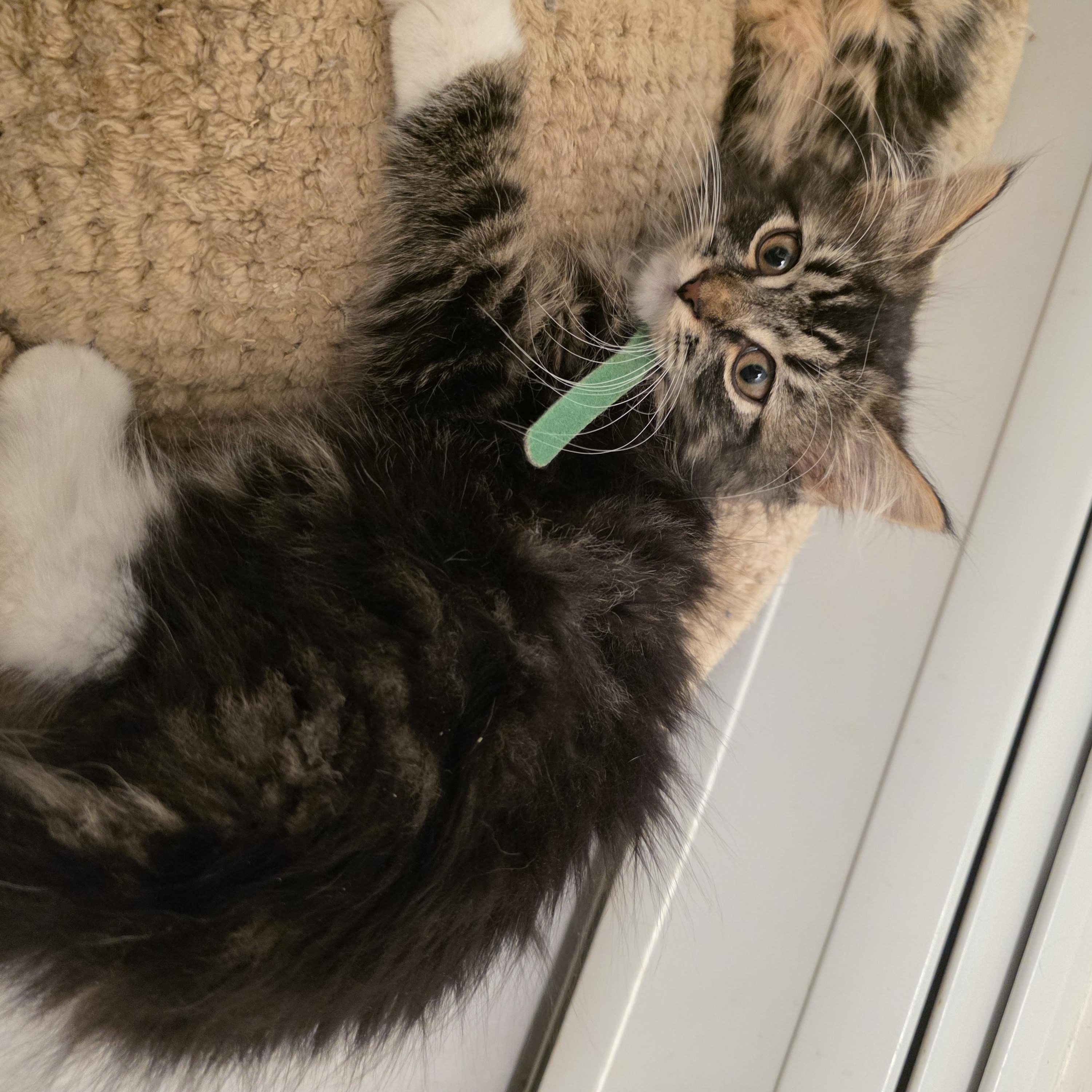 Wren, an adopted mixed breed in Moriches, NY image 5/6