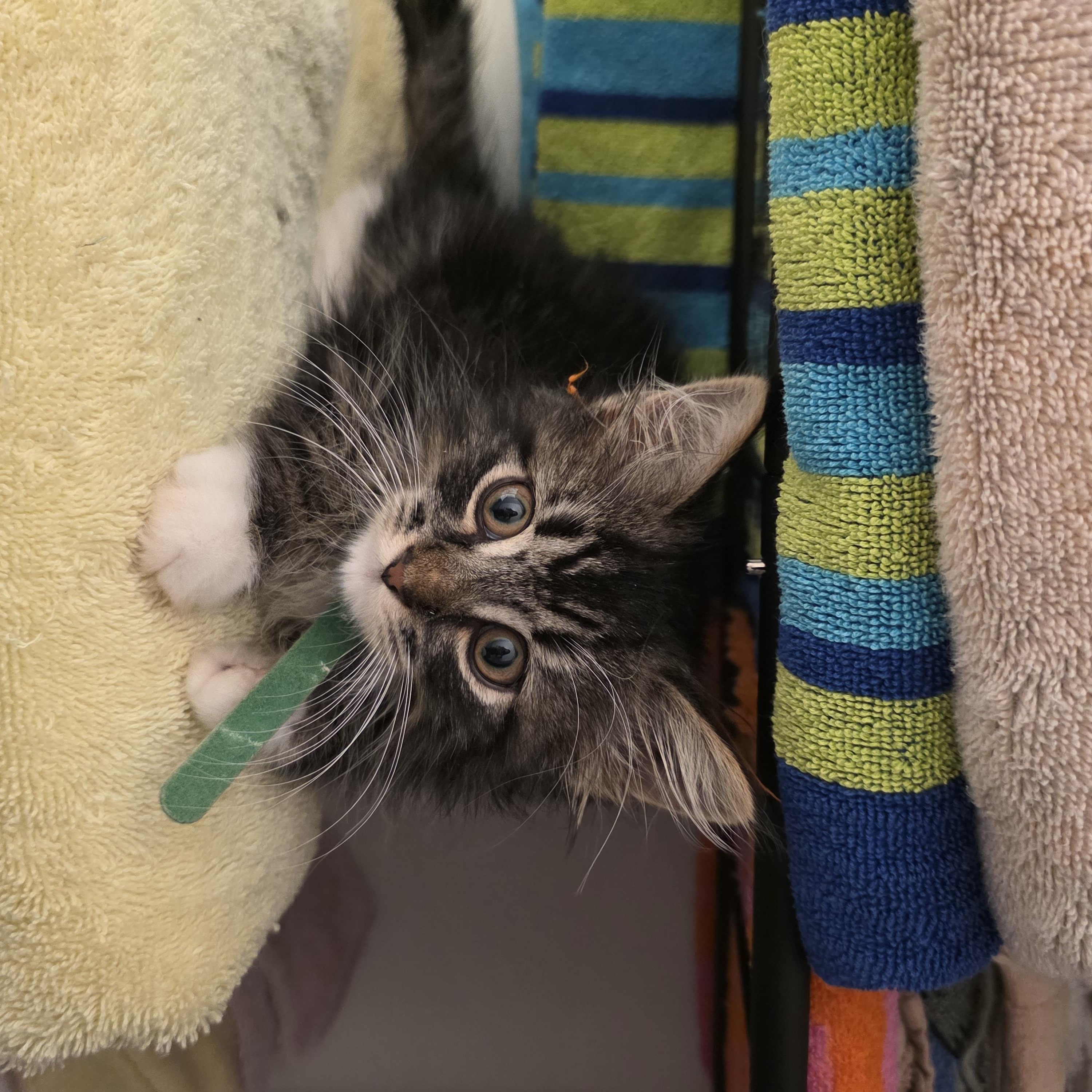Wren, an adopted mixed breed in Moriches, NY image 6/6