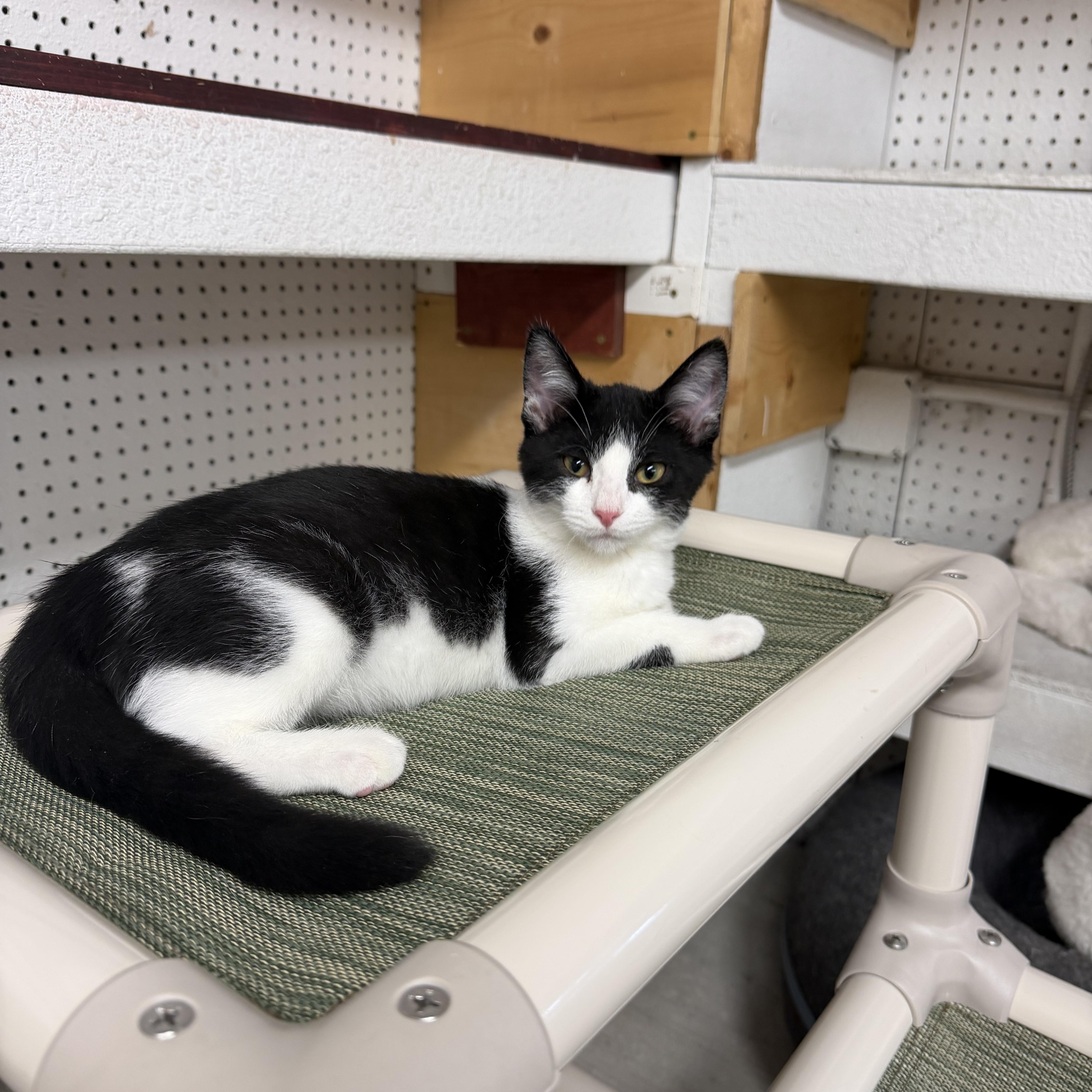 Lt. Dan, Adoptable, Kitten Male Domestic Short Hair.