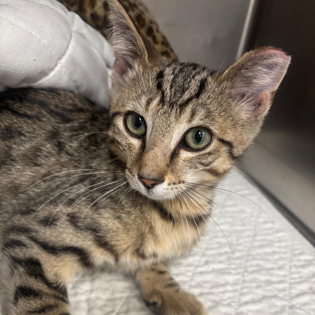 Archer 79C25, Adoptable, Kitten Male Domestic Short Hair & Domestic Short Hair.