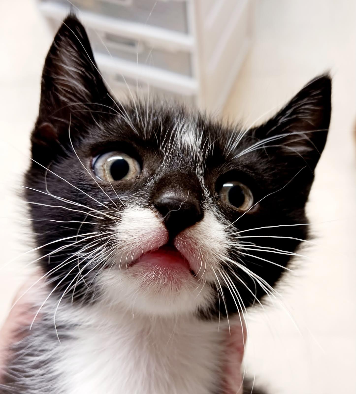 Luca, adopted, Kitten Male Domestic Short Hair.