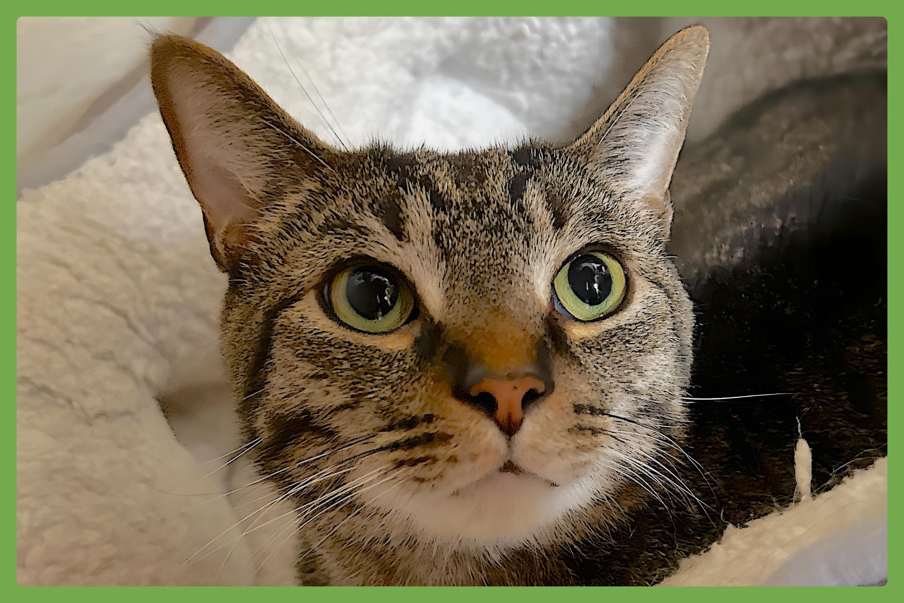 Cat for adoption - Chunky, a Domestic Short Hair in Charlotte, NC ...