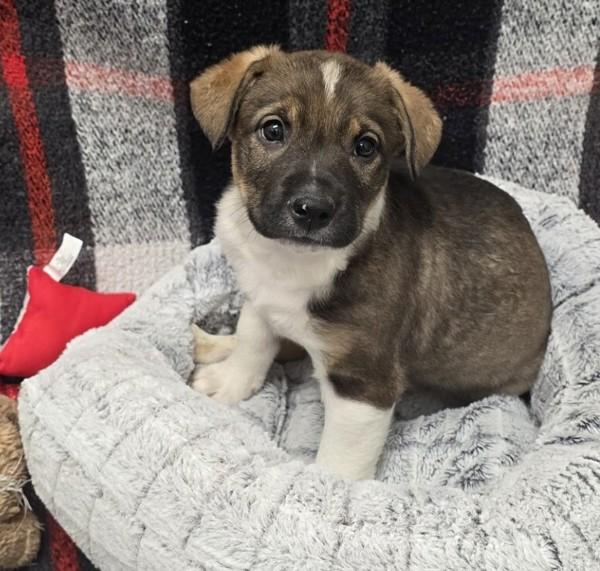 Asiago, Adoptable, Puppy Male Australian Cattle Dog / Blue Heeler.