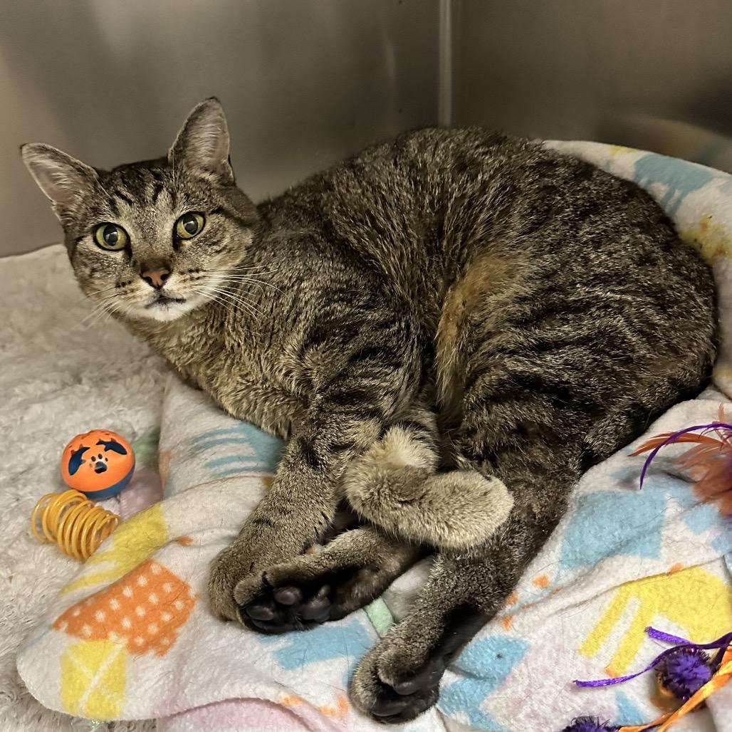 Toyota -Union Petsense, Adoptable, Senior Female Domestic Short Hair.