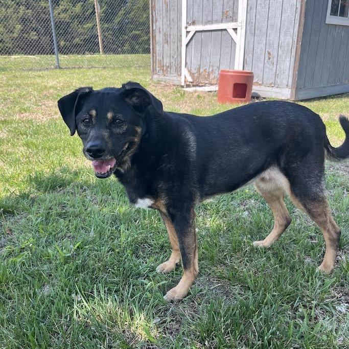 Enlarge Sasha, a Adoptable Mixed Breed in Manhattan, KS image 1/4