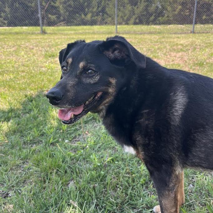 Enlarge Sasha, a Adoptable Mixed Breed in Manhattan, KS image 2/4
