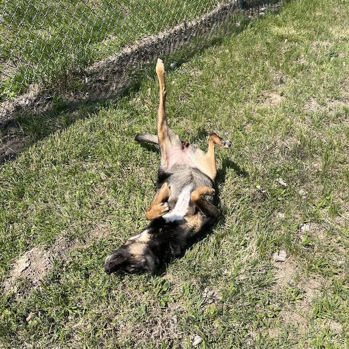 Enlarge Sasha, a Adoptable Mixed Breed in Manhattan, KS image 3/4