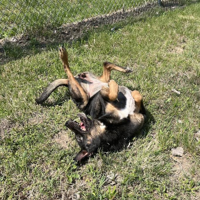 Enlarge Sasha, a Adoptable Mixed Breed in Manhattan, KS image 4/4