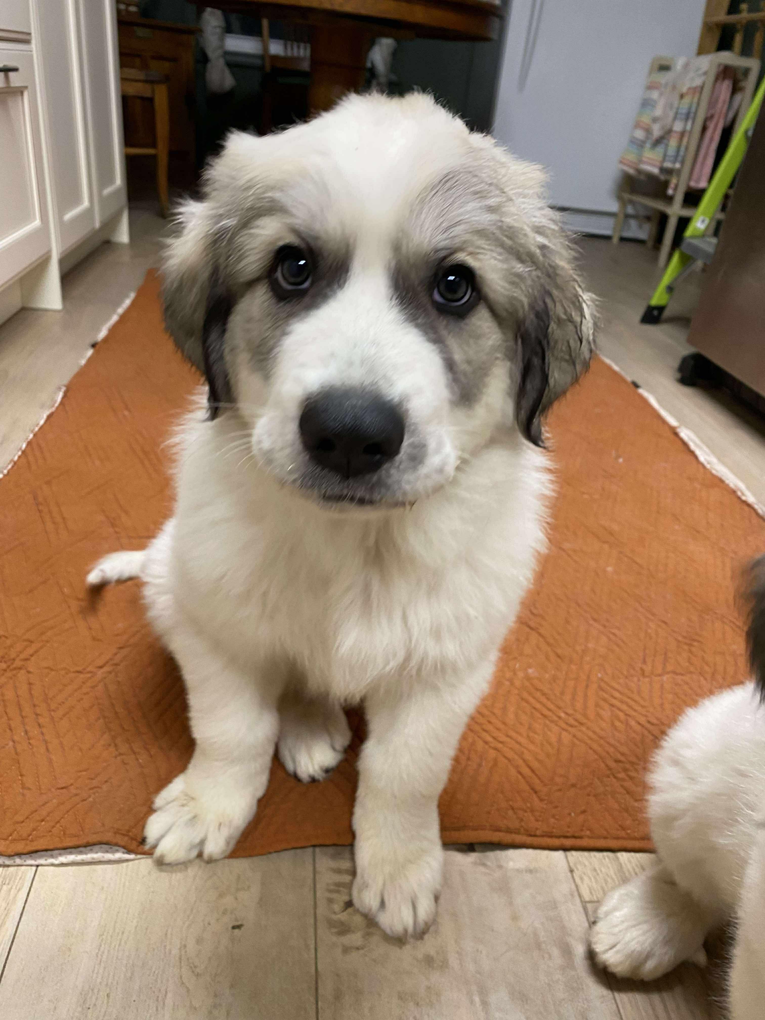 Waylon - Mixed Breed Pup - New to Rescue, Adopted, Puppy Male Great Pyrenees & Anatolian Shepherd.