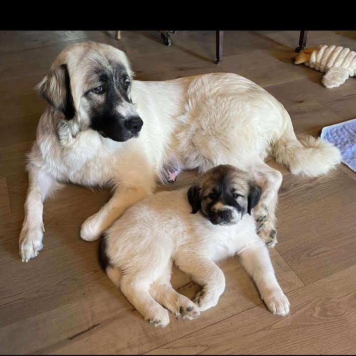 Enlarge Waylon - Mixed Breed Pup - New to Rescue, a Adopted mixed breed in Indianapolis, IN image 5/5