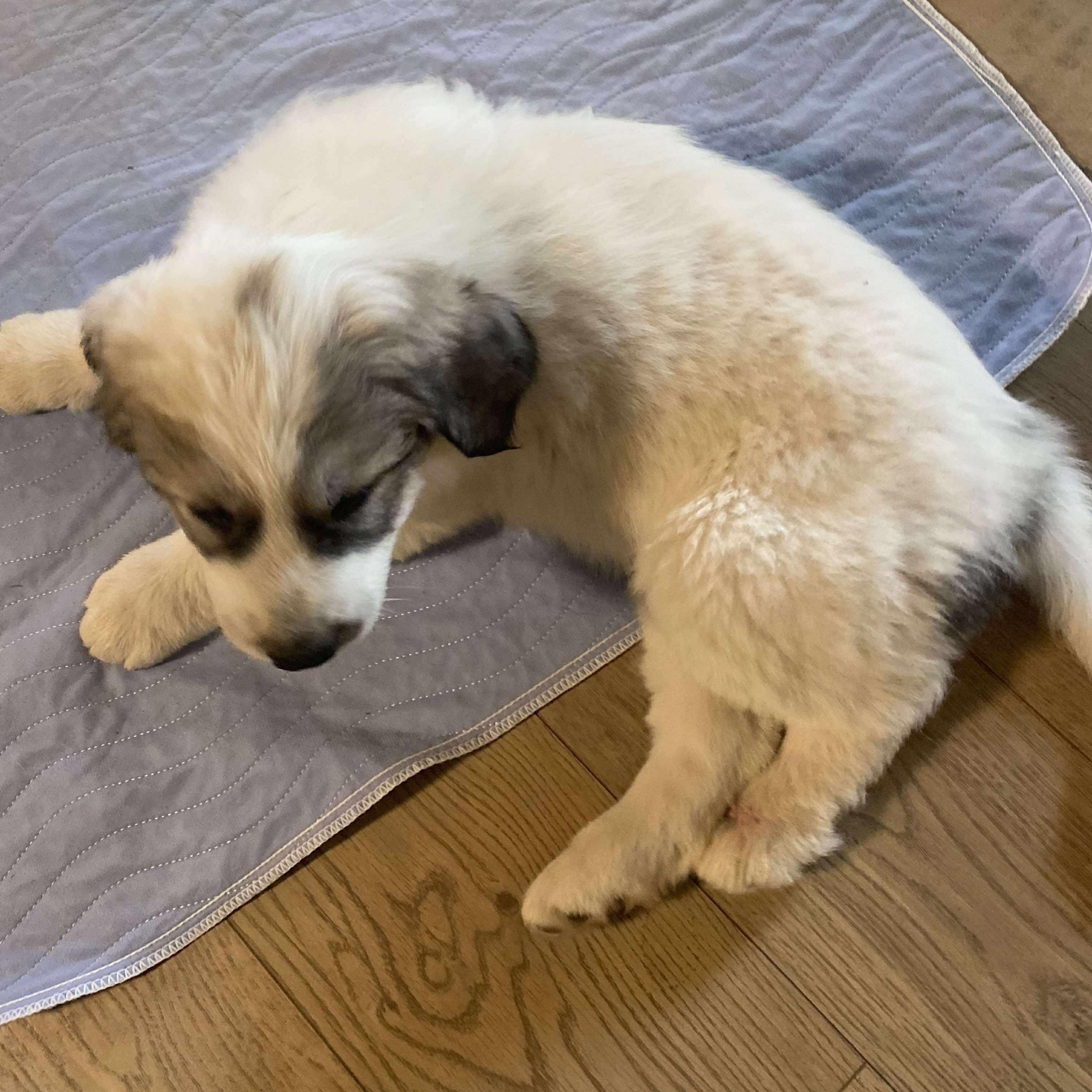 Enlarge Waylon - Mixed Breed Pup - New to Rescue, a Adopted mixed breed in Indianapolis, IN image 4/5