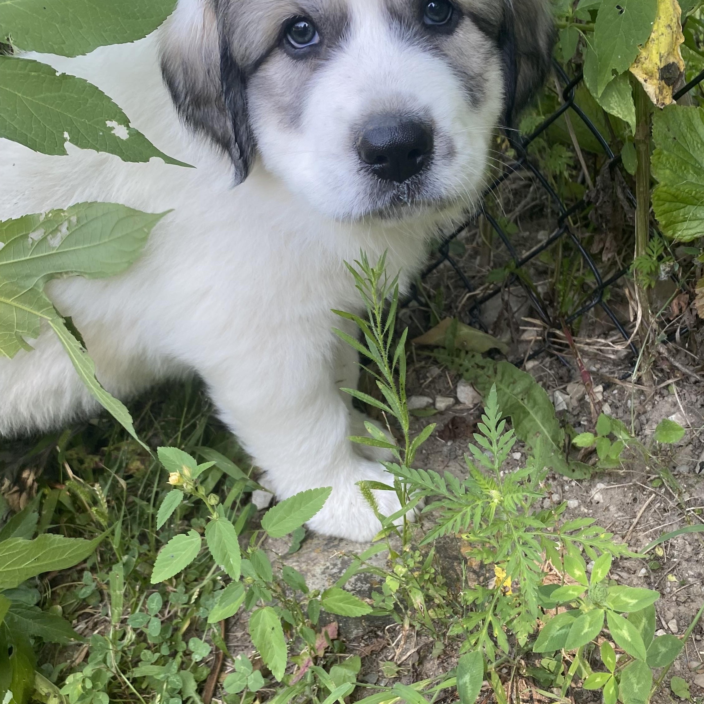 Enlarge Waylon - Mixed Breed Pup - New to Rescue, a Adopted mixed breed in Indianapolis, IN image 3/5