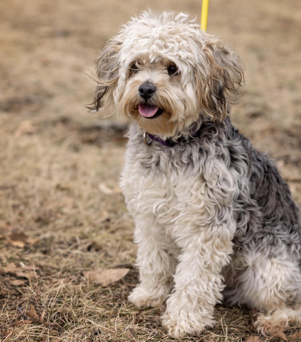 Enlarge Laverne, a Adoptable mixed breed in Naperville, IL image 6/6