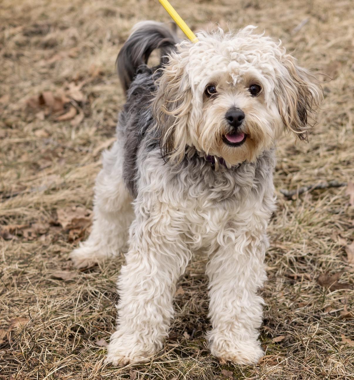 Enlarge Laverne, a Adoptable mixed breed in Naperville, IL image 2/6