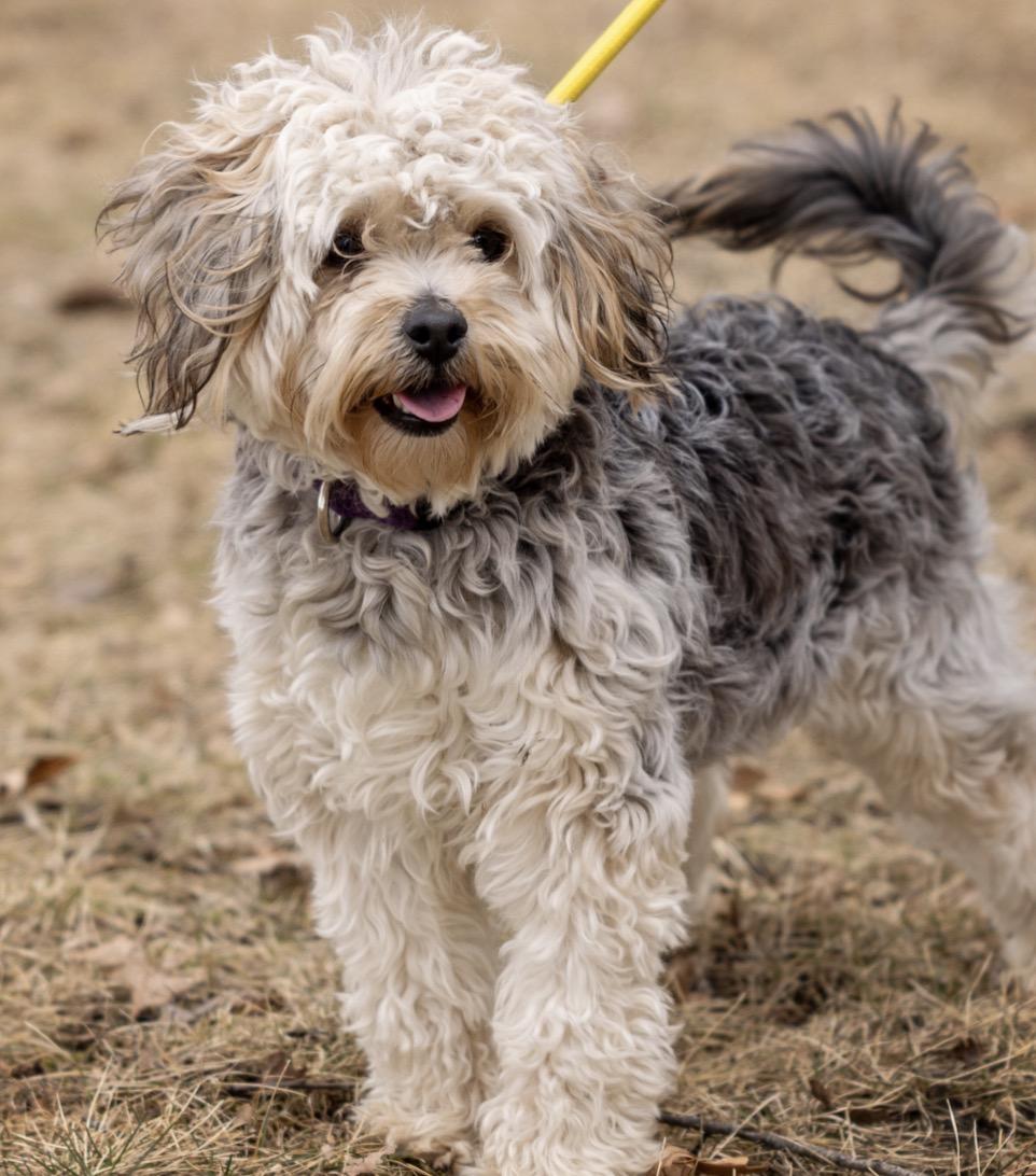 Laverne, Adoptable, Young Male Shih Tzu & Poodle.