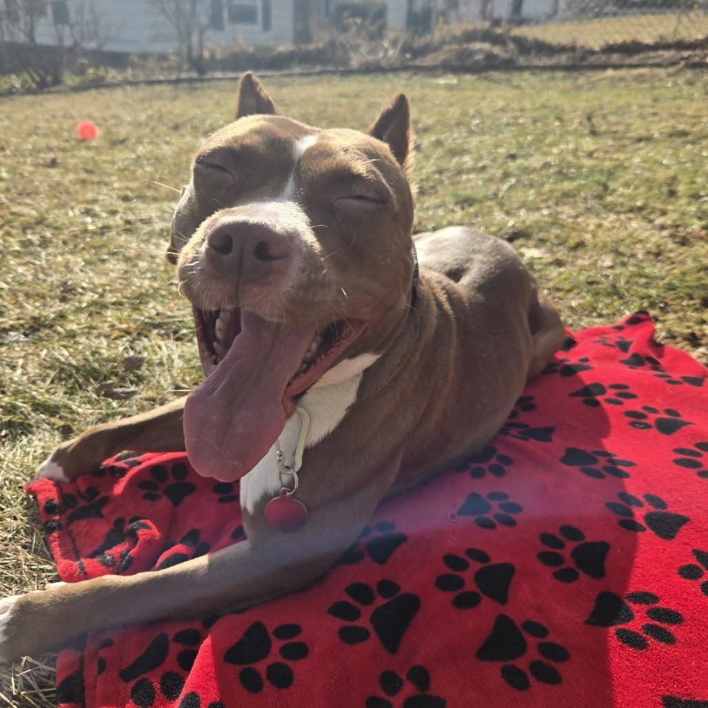 Coco - IN FOSTER, Adoptable, Adult Female Mixed Breed.